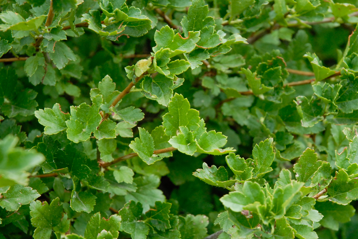 Green Mound Alpine Currant